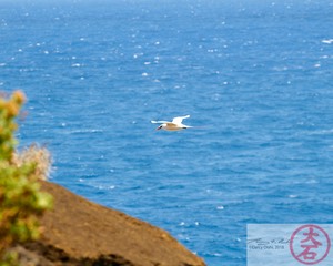Koa‘e ‘ula IMG_5567